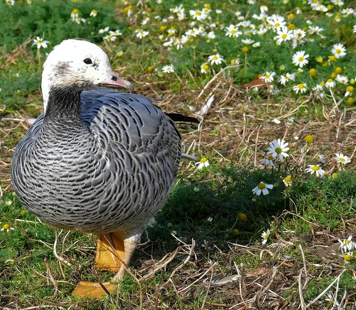 猴痘患者图片/猴痘患者图片大全