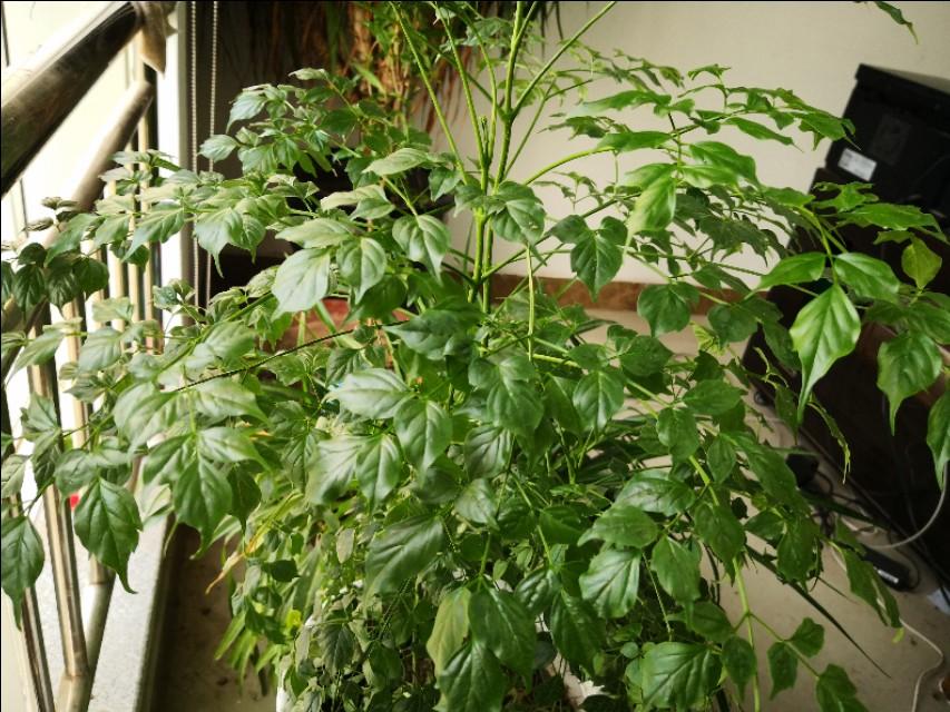 剑灵武器成长石:剑灵武器成长树怎么看