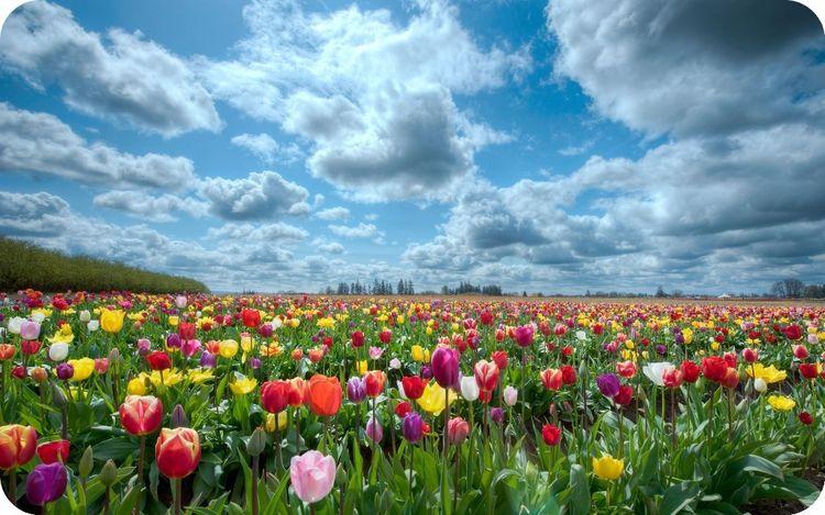 剑灵武器成长石:剑灵武器成长树怎么看