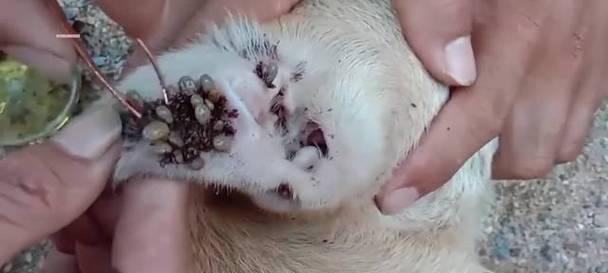 狗狗感染蜱虫怎么办:狗感染蜱虫家里怎么消毒 狗狗感染蜱虫怎么办:狗感染蜱虫家里怎么消毒